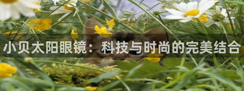 新宝5娱乐多