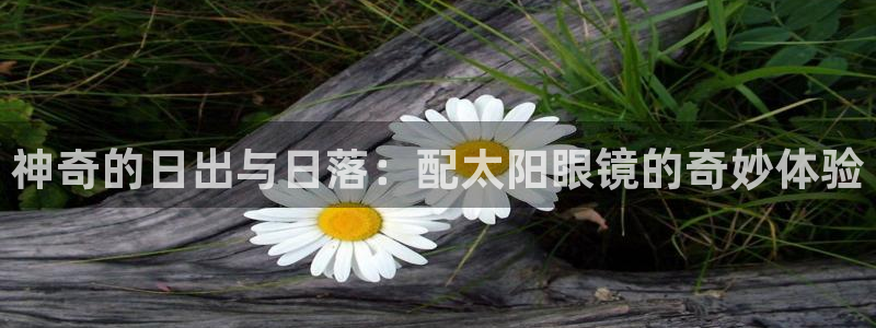 新宝5公司